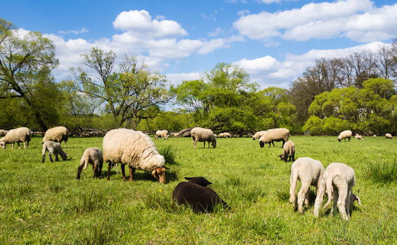 Schafe und Ziegen als Biorasenmäher Schafe und Ziegen als Biorasenmäher