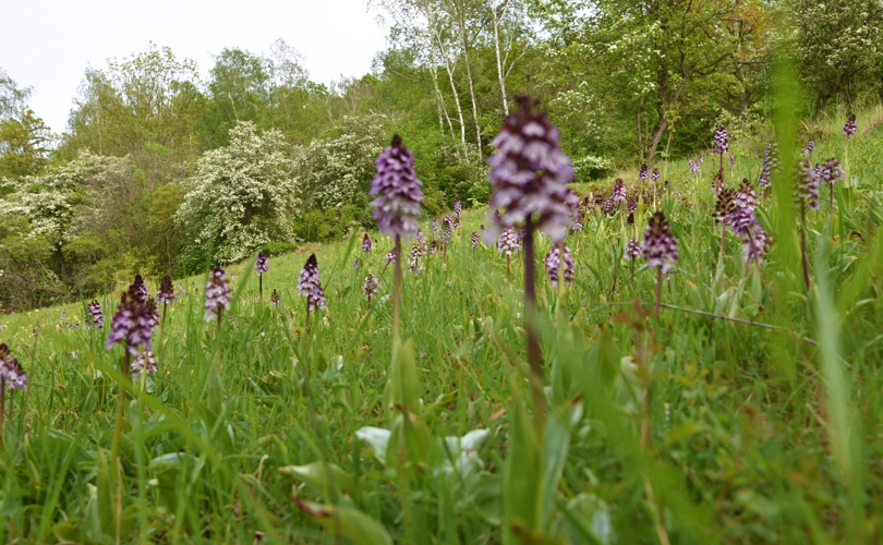 Purpur Knabenkraut Purpur Knabenkraut