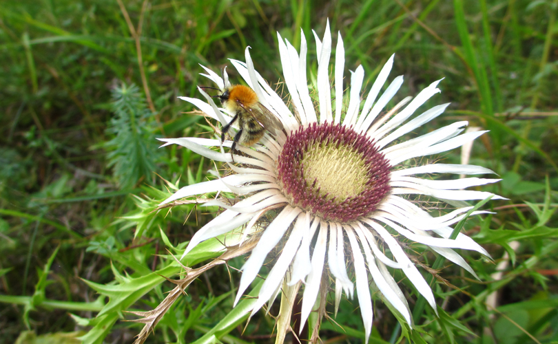Silberdistel Silberdistel